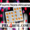 African Black Ant cialis4